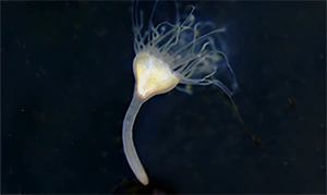 Box jellyfish polyp