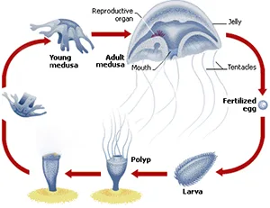 Diagram of box jellyfish lifecycle