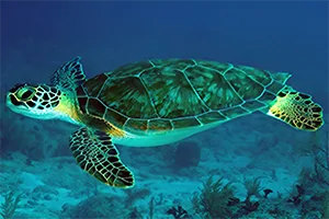 Green turtle eats box jellyfish