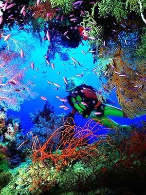 COral reef with diver