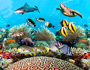 Colorful fish, coral and other sea animals of the great barrier reef