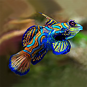 Animals of the Great Barrier Reef