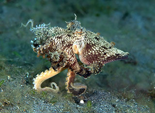 Photo: Mimic Octopus pretending to be a mollusc