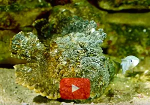 Stonefish catching a fish video