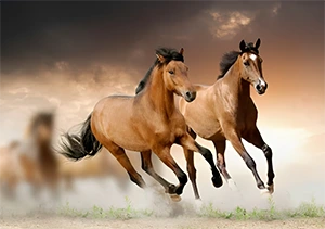 Wild horses galloping away
