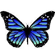BLue Butterfly