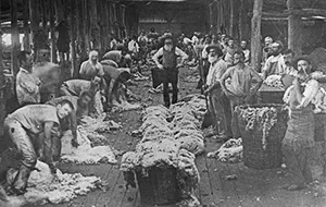 vindex shearing shed near winton 1895